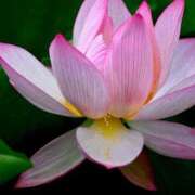 ヒメ日記 2025/07/29 15:02 投稿 しいな 妻天 京橋店