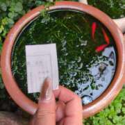 ヒメ日記 2025/08/04 15:29 投稿 しいな 妻天 京橋店