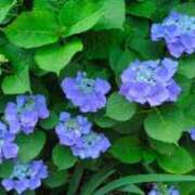 ヒメ日記 2025/08/15 06:57 投稿 しいな 妻天 京橋店