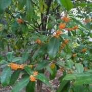 ヒメ日記 2025/11/04 17:35 投稿 しいな 妻天 京橋店