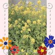 ヒメ日記 2025/11/12 15:18 投稿 しいな 妻天 京橋店