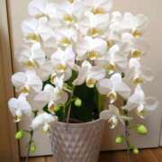 ヒメ日記 2026/01/31 06:35 投稿 しいな 妻天 京橋店