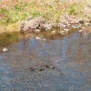 ヒメ日記 2026/02/18 19:10 投稿 しいな 妻天 京橋店