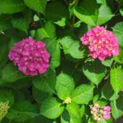 ヒメ日記 2026/02/25 07:35 投稿 しいな 妻天 京橋店