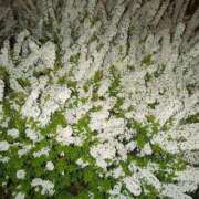 ヒメ日記 2026/03/08 04:55 投稿 しいな 妻天 京橋店