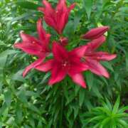 ヒメ日記 2026/04/01 07:14 投稿 しいな 妻天 京橋店