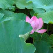 ヒメ日記 2026/08/10 23:35 投稿 しいな 妻天 京橋店