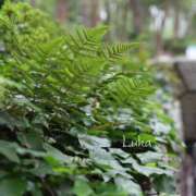 ヒメ日記 2024/12/28 02:53 投稿 ルカ 贅沢なひと時