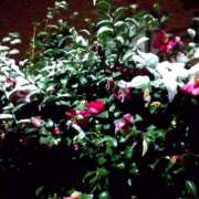 ヒメ日記 2025/03/04 23:51 投稿 城田みき 松戸人妻花壇