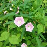 ヒメ日記 2025/07/13 14:03 投稿 城田みき 松戸人妻花壇