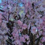 ヒメ日記 2026/04/03 16:17 投稿 村上れいこ 松戸人妻花壇