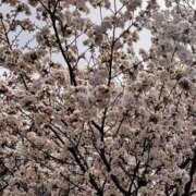 ヒメ日記 2026/04/07 23:25 投稿 のぞみ 新大阪秘密倶楽部