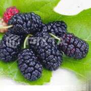 ヒメ日記 2025/04/02 08:59 投稿 のぞみ ラブハーレム(水戸)