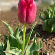 ヒメ日記 2025/04/09 09:26 投稿 のぞみ ラブハーレム(水戸)