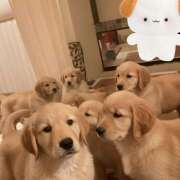 ヒメ日記 2025/11/18 23:11 投稿 のぞみ ラブハーレム(水戸)