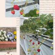 ヒメ日記 2025/04/02 11:12 投稿 さくらさん いけない奥さん 梅田店