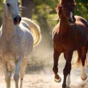 さくらさん ※無題 いけない奥さん 梅田店