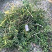 ヒメ日記 2024/12/10 21:15 投稿 かれん ファッションヘルス カリスマ