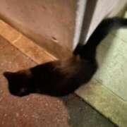 ヒメ日記 2024/12/11 10:46 投稿 かれん ファッションヘルス カリスマ