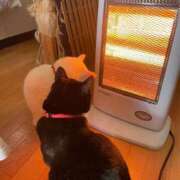 ヒメ日記 2024/12/12 10:15 投稿 かれん ファッションヘルス カリスマ