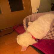 ヒメ日記 2024/12/14 16:15 投稿 かれん ファッションヘルス カリスマ