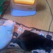 ヒメ日記 2024/12/19 10:16 投稿 かれん ファッションヘルス カリスマ