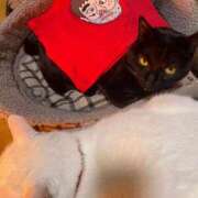 ヒメ日記 2024/12/28 21:15 投稿 かれん ファッションヘルス カリスマ