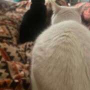 ヒメ日記 2025/01/01 22:15 投稿 かれん ファッションヘルス カリスマ