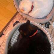 ヒメ日記 2025/01/24 12:17 投稿 かれん ファッションヘルス カリスマ