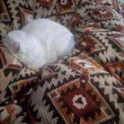 ヒメ日記 2025/02/25 18:15 投稿 かれん ファッションヘルス カリスマ