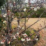 ヒメ日記 2025/03/01 23:45 投稿 かれん ファッションヘルス カリスマ