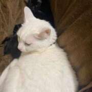 ヒメ日記 2025/03/05 22:15 投稿 かれん ファッションヘルス カリスマ