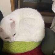 ヒメ日記 2025/05/13 11:05 投稿 かれん ファッションヘルス カリスマ