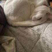 ヒメ日記 2025/05/26 11:35 投稿 かれん ファッションヘルス カリスマ