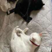 ヒメ日記 2025/06/01 20:13 投稿 かれん ファッションヘルス カリスマ