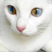 ヒメ日記 2025/07/14 01:35 投稿 かれん ファッションヘルス カリスマ