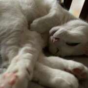 ヒメ日記 2025/07/29 19:49 投稿 かれん ファッションヘルス カリスマ