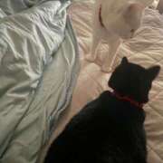 ヒメ日記 2025/08/08 12:25 投稿 かれん ファッションヘルス カリスマ