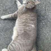 ヒメ日記 2025/08/25 19:57 投稿 かれん ファッションヘルス カリスマ