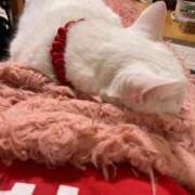 ヒメ日記 2025/09/04 10:25 投稿 かれん ファッションヘルス カリスマ