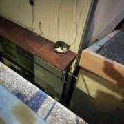 ヒメ日記 2025/09/26 11:35 投稿 かれん ファッションヘルス カリスマ