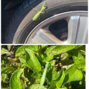 ヒメ日記 2025/10/07 23:15 投稿 かれん ファッションヘルス カリスマ