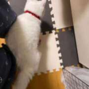 ヒメ日記 2025/10/09 10:25 投稿 かれん ファッションヘルス カリスマ