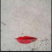 ヒメ日記 2025/11/14 13:05 投稿 かれん ファッションヘルス カリスマ