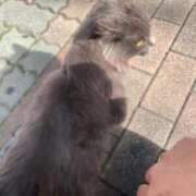 ヒメ日記 2025/11/24 16:00 投稿 かれん ファッションヘルス カリスマ