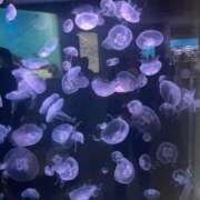 ヒメ日記 2025/12/04 16:55 投稿 かれん ファッションヘルス カリスマ