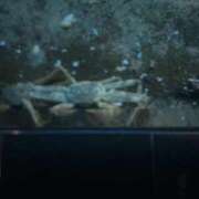 かれん こんにちは ファッションヘルス カリスマ