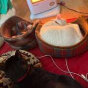 ヒメ日記 2026/01/15 18:45 投稿 かれん ファッションヘルス カリスマ