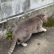 ヒメ日記 2026/02/01 12:35 投稿 かれん ファッションヘルス カリスマ