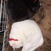 ヒメ日記 2026/02/16 10:25 投稿 かれん ファッションヘルス カリスマ